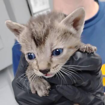 Karen -  Domestic Short Hair Cat for Adoption in Summerville, South Carolina - Karen | PetCurious