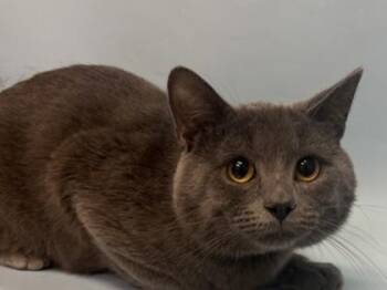 Stormy -  Domestic Short Hair Cat for Adoption in Minneapolis, Minnesota - Stormy | PetCurious