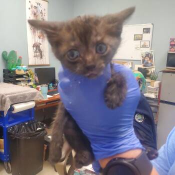 Beamer -  Domestic Short Hair Cat for Adoption in Milton, Florida - Beamer | PetCurious