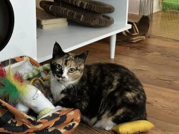 Fiona -  Calico Cat for Adoption in Kinston, North Carolina - Fiona | PetCurious