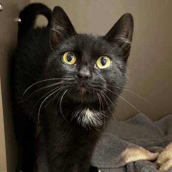 Domestic Short Hair Cats Available for Adoption - Espera | PetCurious