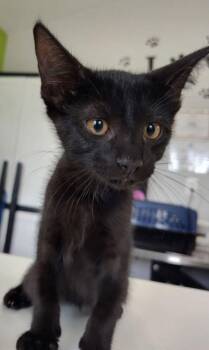Sigil -  Domestic Short Hair Cat for Adoption in Cleveland, Tennessee - Sigil | PetCurious