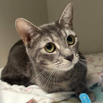 Domestic Short Hair Cats Available for Adoption - London | PetCurious