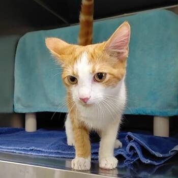 FANTA -  Domestic Short Hair Cat for Adoption - FANTA | PetCurious