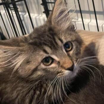 Fabiana -  Domestic Medium Hair Cat for Adoption in La Grange, Kentucky - Fabiana | PetCurious