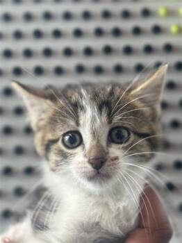 Tonks -  Domestic Medium Hair and Domestic Short Hair Cat for Adoption in West Chester, Pennsylvania - Tonks | PetCurious