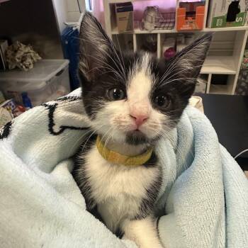 Hot Wheels -  Domestic Short Hair Cat for Adoption in Spokane, Washington - Hot Wheels | PetCurious