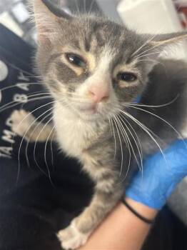 Carmine (Green) -  Domestic Short Hair Cat for Adoption in Largo, Florida - Carmine (Green) | PetCurious