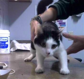 LIVIA -  Domestic Short Hair Cat for Adoption in Tallahassee, Florida - LIVIA | PetCurious
