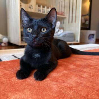 Domestic Short Hair Cats Available for Adoption in Phoenix, Arizona - Porthos [Bonded With Athos] | PetCurious