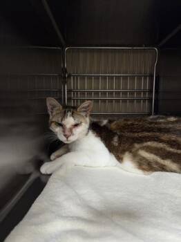 Butterfinger -  Domestic Short Hair Cat for Adoption in Vancouver, Washington - Butterfinger | PetCurious