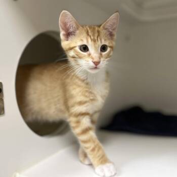 Domestic Short Hair Cats Available for Adoption in Hilton Head Island, South Carolina - Joey | PetCurious