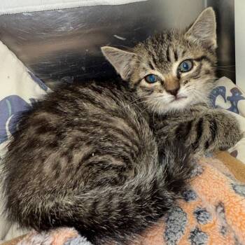 Charlie -  Domestic Short Hair Cat for Adoption in Cedaredge, Colorado - Charlie | PetCurious