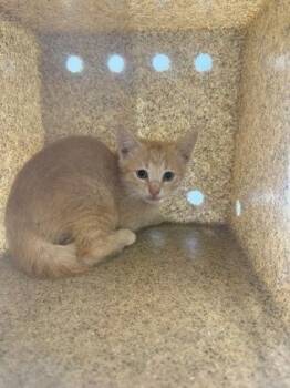 T-bone -  Domestic Short Hair Cat for Adoption in Lafayette, Indiana - T-bone | PetCurious