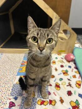 Rescue Domestic Short Hair Cats for Adoption in Chisholm, Minnesota - Violet | PetCurious