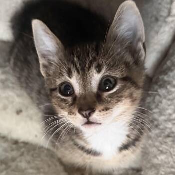 Gideon -  Tabby Cat for Adoption in Kenhorst, Pennsylvania - Gideon | PetCurious