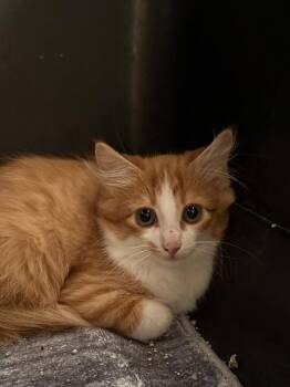 Catalytic -  Domestic Medium Hair Cat for Adoption in Bolivar, Missouri - Catalytic | PetCurious