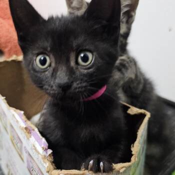 Yum Yum -  Domestic Short Hair Cat for Adoption in Pompano Beach, Florida - Yum Yum | PetCurious