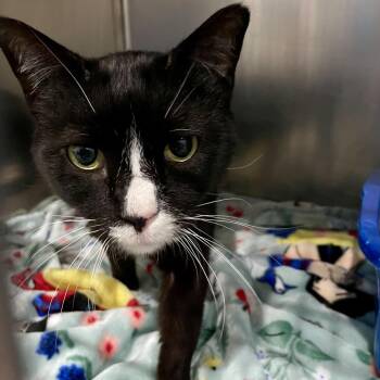 Domestic Short Hair Cats Available for Adoption in Fairmont, West Virginia - Orion | PetCurious