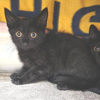 Stevie Nicks -  Domestic Short Hair Cat for Adoption in Fort Wayne, Indiana - Stevie Nicks | PetCurious