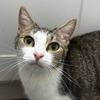 Parsley -  Domestic Short Hair Cat for Adoption in NEW PT RICHEY, Florida - Parsley | PetCurious