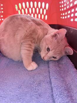 Matthew -  American Shorthair Cat for Adoption in Tampa, Florida - Matthew | PetCurious