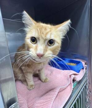 BONECRUSHER -  Domestic Long Hair Cat for Adoption in Killeen, Texas - BONECRUSHER | PetCurious