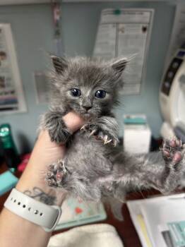 Captain Craft -  Domestic Medium Hair Cat for Adoption in Diamond Springs, California - Captain Craft | PetCurious