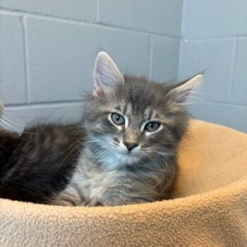 Squirtle -  Domestic Medium Hair Cat for Adoption in Council Bluffs, Iowa - Squirtle | PetCurious