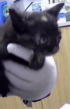 MAILE -  Domestic Short Hair Cat for Adoption in St. Cloud, Florida - MAILE | PetCurious