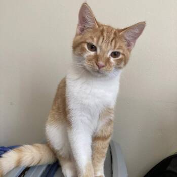 Angirus -  Domestic Short Hair Cat for Adoption in Medina, Ohio - Angirus | PetCurious