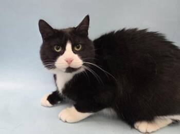 Freya -  Domestic Short Hair Cat for Adoption in Minneapolis, Minnesota - Freya | PetCurious