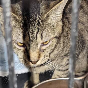 Tabby Cats Available for Adoption - Sissy | PetCurious