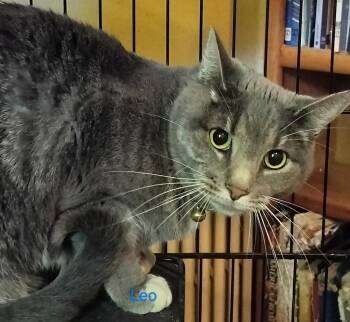 Leo -  Domestic Short Hair Cat for Adoption in Boone, Colorado - Leo | PetCurious