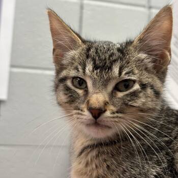 Domestic Short Hair Cats Available for Adoption - Jelly Cat | PetCurious