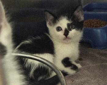 A1048554 -  Domestic Short Hair Cat for Adoption in Martinez, California - A1048554 | PetCurious