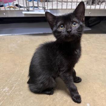 Gnat -  Domestic Short Hair Cat for Adoption in Waynesville, North Carolina - Gnat | PetCurious