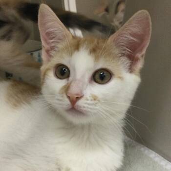 Bonnie -  Domestic Short Hair Cat for Adoption in Redwood City, California - Bonnie | PetCurious