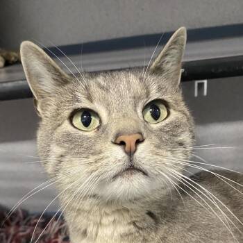 Lua -  Domestic Short Hair Cat for Adoption in Sheridan, Wyoming - Lua | PetCurious