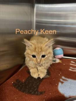Peachy Keen -  Domestic Short Hair Cat for Adoption in Hilton Head Island, South Carolina - Peachy Keen | PetCurious