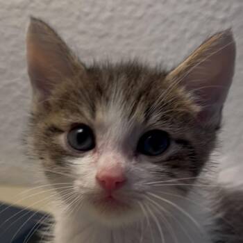 Albert -  Domestic Short Hair Cat for Adoption in Escondido, California - Albert | PetCurious