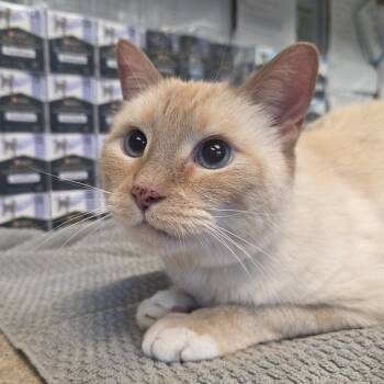 Ed Sheeran -  Siamese Cat for Adoption - Ed Sheeran | PetCurious