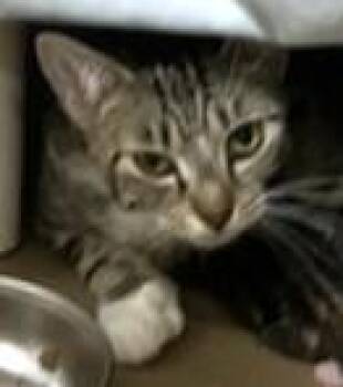 CHANELLE -  Domestic Short Hair Cat for Adoption in Boston, Massachusetts - CHANELLE | PetCurious