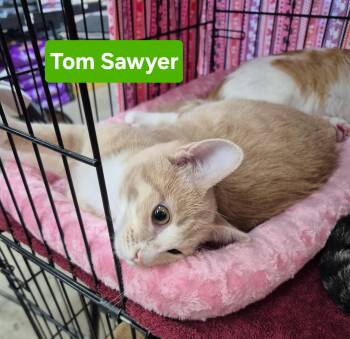 Tom Sawyer -  Domestic Short Hair Cat for Adoption in Albuquerque, New Mexico - Tom Sawyer | PetCurious