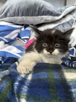 A198508 -  Domestic Long Hair Cat for Adoption in Fremont, California - A198508 | PetCurious