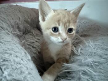 Domestic Short Hair Cats Available for Adoption in Bethel Park, Pennsylvania - Beignets | PetCurious