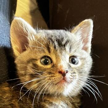 Domestic Short Hair Cats Available for Adoption in Uniontown, Pennsylvania - Silvia | PetCurious