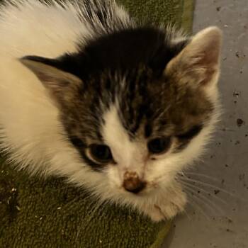 Janice -  Domestic Short Hair Cat for Adoption in Leander, Texas - Janice | PetCurious