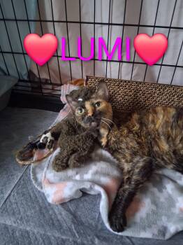 Rescue Tortoiseshell Cats for Adoption in Pompano Beach, Florida - Lumi | PetCurious