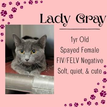 Domestic Short Hair Cats Available for Adoption in Junction City, Kansas - Lady Grey | PetCurious